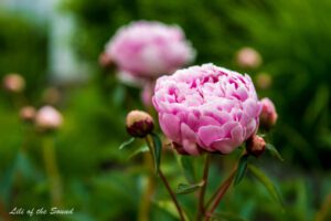 Peonies